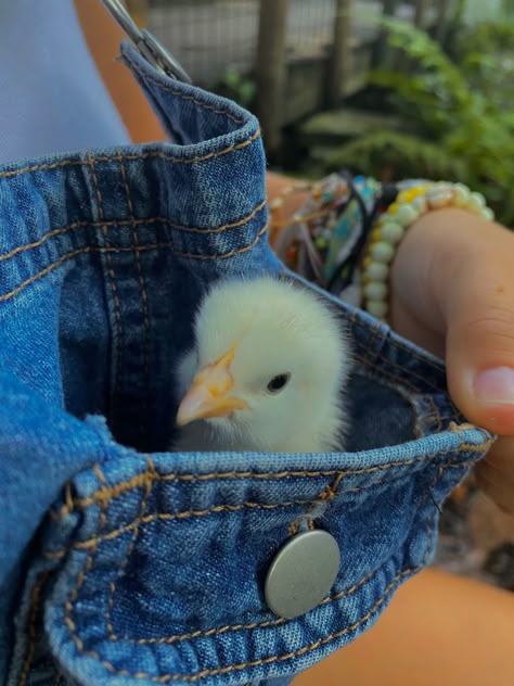 Baby Chicks Aesthetic, Overalls Cute, Baby Chickens, Baby Chick, Cute Chickens, Goat Farming, Pet Chickens, Baby Chicks, Raising Chickens