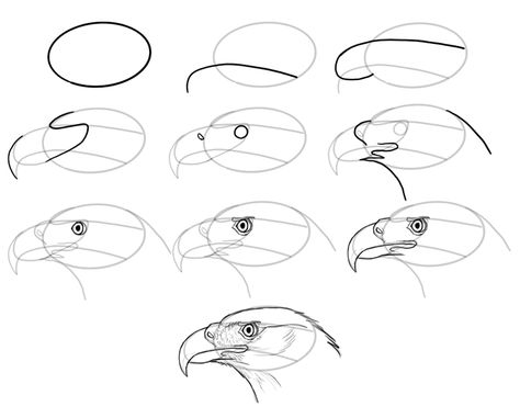 How to Draw a Bird Head Birds are extremely diverse, but their head has a structure universal to all of them. So let’s see how to draw a “universal bird head”. Start with an oval. Some species will be easier to draw with a 篇circle, others with an ellipse. ￼ Define the perspective of the skull with some directing lines. ￼ ￼ Mark the jaw joint on the bottom of the skull. Draw a long curve defined by the bottom of the upper jaw. The beak is wide near the base and narrows toward the tip. ￼ Draw the Bird Beaks Drawing, Bird Head Drawing, Draw Bird, How To Draw Birds, Bird Sketches, Draw Birds, Drawing Birds, Easy Bird, Bird Head