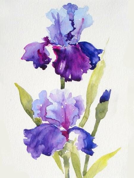 Рисунки Iris Art, Iris Painting, Watercolor Paintings For Beginners, Flowers Paintings, Diy Watercolor Painting, Watercolour Flowers, Watercolor Flower Art, Watercolor Painting Techniques, Watercolor Flowers Paintings