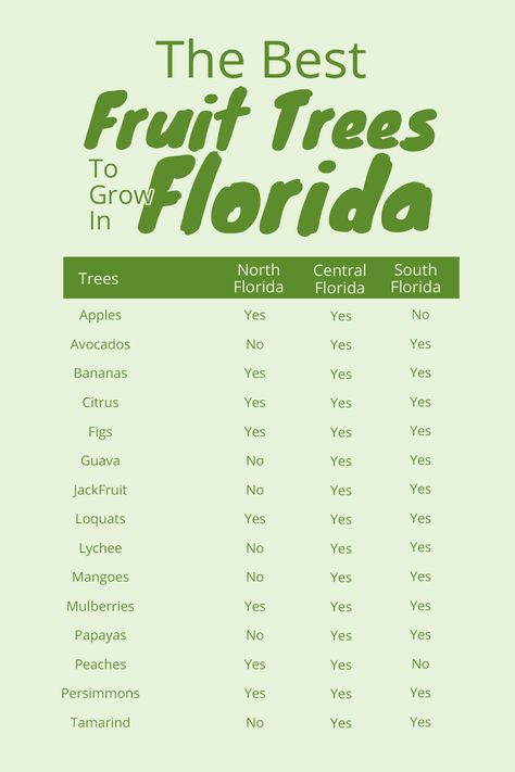 14 Different fruit trees that you can grow in Florida Best Fruit Trees To Grow, Fruit Trees Backyard, Florida Trees, Tattoo Plant, Florida Landscaping, Fruit Bushes, Florida Plants, Florida Gardening, Gardening Zones