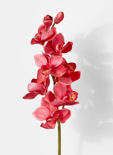 Cymbidium Orchid, Silk Orchids, Pink Flowers, Orchids, White Background, Wallpapers, Silk, Collage, Plants