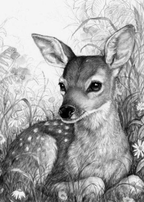 Easy Pencil Drawings, Realistic Animal Drawings, Deer Drawing, Pencil Drawings Of Animals, Drawings Of Animals, Animal Drawings Sketches, Pencil Drawings Easy, Deer Art, Pencil Sketches