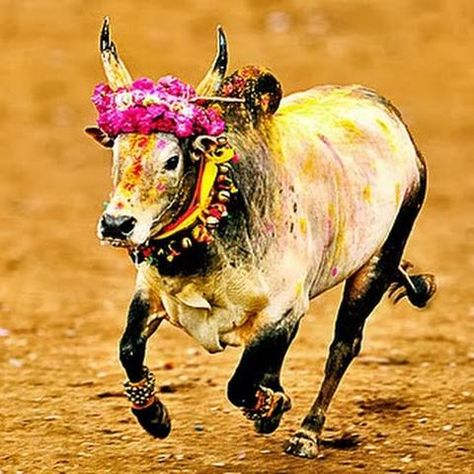 Jallikattu Bull Images, Jallikattu Photos, Jallikattu Kaalai Hd Images, Jallikattu Images, Indian Bull Images, Happy Mattu Pongal, Pongal Photos, Pongal Festival Images, Mattu Pongal