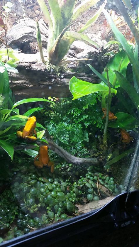 Poisonous Dart Frog, Dart Frog Tank, Frog Enclosure, Dart Frog Terrarium, Tree Frog Terrarium, Paludarium Ideas, Dumpy Tree Frog, Frog Vivarium, Dart Frog Vivarium