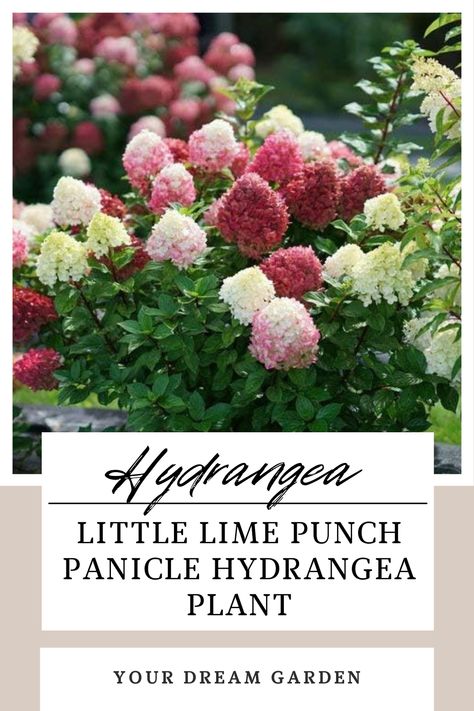 Little Lime Punch Panicle Hydrangea Live Plant, 1 Gallon, Green, White, and Pink Flowers Little Lime Punch Hydrangea, Foundation Garden, Little Lime Hydrangea, Hydrangea Plant, White And Pink Flowers, Lime Punch, Panicle Hydrangea, Hydrangea Garden, Planting Hydrangeas