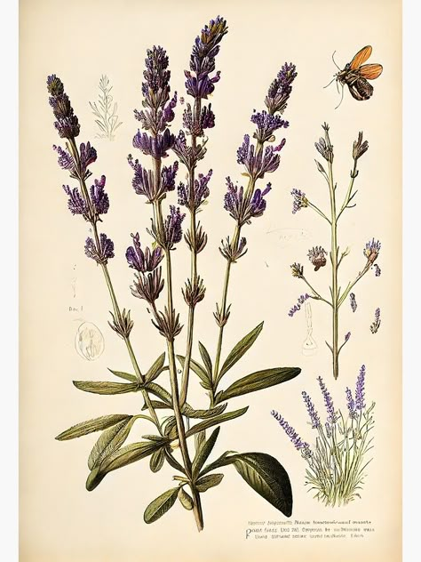 "Lavender, botanical illustration" Metal Print by digitalbrosse Lavender Botanical Illustration, Wall Art Bedrooms, Floral Wall Prints, Lavender Abstract, Aesthetic Lavender, Lavender Wall Art, Lavender Bathroom, Lavender Botanical, Lavender Bedroom