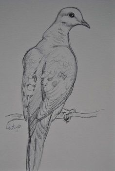 Dove Sketch, Dove Sketches, Dove Drawing, Morning Dove, Vogel Tattoo, Dove Pictures, Bird Sketch, Marjolein Bastin, Bird Drawings