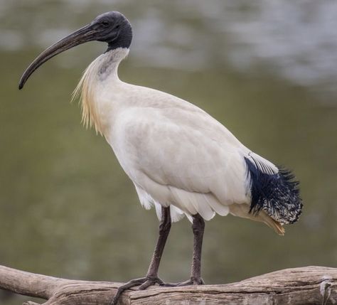 Australian White Ibis, Bee Cafe, Ibis Bird, Bin Chicken, Australia Tattoo, White Ibis, Bird Magic, Texas State Parks, Alphabet Animals