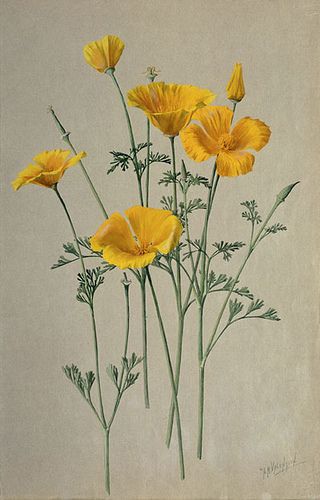 "San Diego California Poppy- Eschscholzia californica" 1908-1918 by A. R. Valentien - Albert R. Valentien (1862-1925) American art pottery decorator and botanical artist. Watercolor San Diego Natural History Museum California Poppy Drawing, Booklet Inspiration, Wildflower Sketch, Tattoo Thoughts, California Wildflowers, Lady Bird Johnson Wildflower Center, Poppy Drawing, Poppies Tattoo, California Poppy