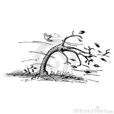 Tree In Black And White | of a tree blowing in the wind. This is the black and white ... Wind Tattoo, Wind Drawing, Wild Is The Wind, Wind Art, Tree Sketches, Landscape Sketch, Tree Drawing, Willow Tree, Chalkboard Art