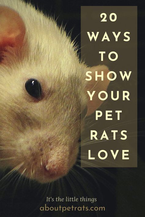 I found a ton of posts telling me how to know if they like me, but how do I show my rats that I like THEM? Well, here are 20 ways: Rat Habitat Diy, Rat Body Language, Rat Toys Diy, Homemade Rat Cage Ideas, Pet Rat Tips, Diy Rat Toys Homemade, Pet Rats Cages Diy, Diy Rat Accessories, Diy Rats Toy