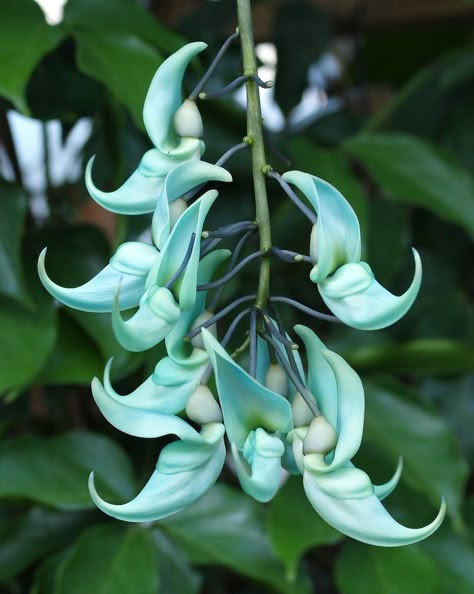 Green Jade Jade Vine, Extraordinary Wallpaper, Jade Flower, Tropical Forests, Weird Plants, Ipad Aesthetic, Wallpaper Green, Unusual Flowers, Trendy Flowers