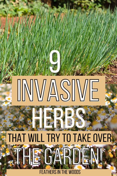 Herbs that want to take over your garden Herbs In Garden Ideas, Backyard Herb Garden Ideas Landscapes, Simple Herb Garden Ideas, What Herbs Are Perennials, Herbs In Flower Bed, Outdoor Herb Garden Design Layout, Herb Garden In Ground, Garden Herbs Outdoor Planters, Herb Garden Front Yard