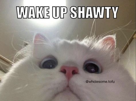 Wake Up Shawty, Funny Good Morning Texts, Wake Up Meme, Good Morning Meme, Good Morning Cat, Good Night Cat, Morning Cat, Morning Memes, Good Morning Funny Pictures