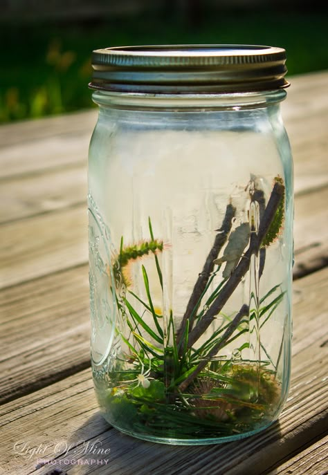 Terrarium Bugs, Bugs In A Jar, The Bug Collector, Forest Activities, Bug Hunting, Bug Catching, Bug Catcher, Bug Hunt, Ship In Bottle