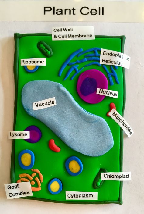 Animal Cell School Project, Animal Or Plant Cell Project, 3d Plant Cell Project Easy, Plant Cell Clay Model, Cell Module Project, Biology Clay Models, Animal Cell Clay Model, Animal Cell And Plant Cell Project Ideas, Plants Cell Project