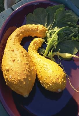 Crookneck Squash Recipes, Fresh Veggie Recipes, Yellow Crookneck Squash, Squash Acorn, Rooting Powder, Crookneck Squash, Small Space Garden, Plants From Cuttings, Yellow Squash Recipes