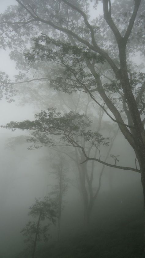 misty day in Hanthana, Kandy, SriLanka Misty Day Aesthetic, Paradis Sombre, Grey Hour, One Dark Window, Poison Tree, Eerie Places, Dark Window, Dark Forest Aesthetic, Rainy Day Aesthetic