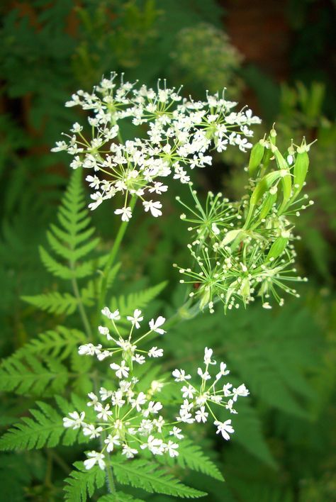 Myrrhis odorata - sweet cicely Sweet Cicely, British Wild Flowers, Beth Chatto, Shady Garden, Shade Gardening, Shade Gardens, English Cottage Garden, Moon Garden, Forest Garden