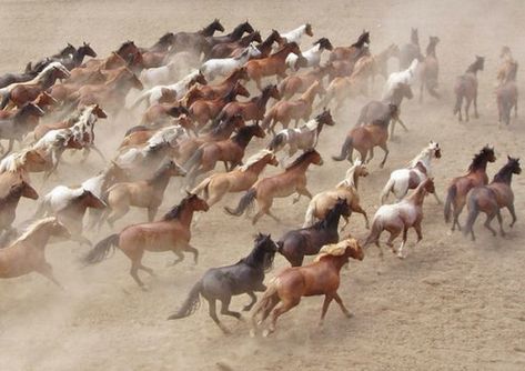 Calgary Stampede, Horses Running, Wild Mustangs, Majestic Horse, All About Horses, I Love Horses, All The Pretty Horses, Horse Crazy, Clydesdale