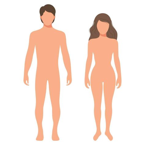 Anatomy Template, Body Clipart, Human Body Anatomy, Concept Illustration, Body Anatomy, Female Human, Body Drawing, Vector Clipart, Male And Female