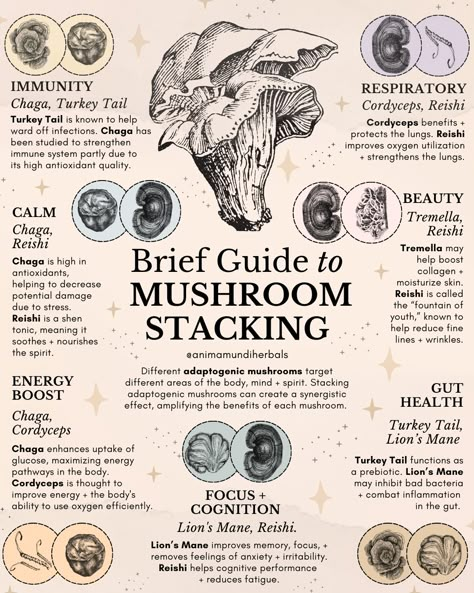 Mycology Study, Mushroom Healing, Mushrooms For Healing, Mushroom Uses, Mushroom Spells, Witchy Mushroom, Mushroom Meaning, Best Mushrooms For Health, Mushrooms In Witchcraft