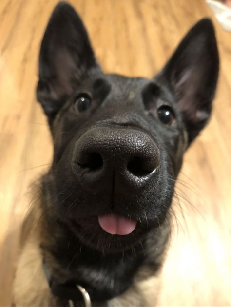 Silly Cute Dog Pictures, Cute Belgian Malinois Puppies, Puppy Belgian Malinois, Dog Belgian Malinois, Dog Tongue Out, Belgian Shepherd Malinois, Belgian Malinois Aesthetic, Belgian Malinois Funny, Cute Belgian Malinois