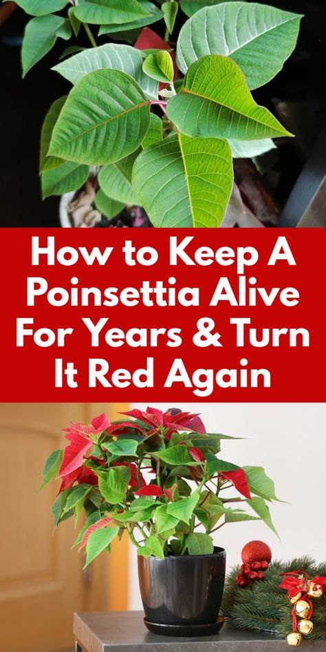 Don't throw away that poinsettia in January! You can keep it thriving for years and turn it red year after year. Here's how. How To Trim Poinsettia Plant, How To Get Poinsettias To Turn Red, Growing Poinsettia Plants, How To Care For A Poinsettia Plant, Poinsettia After Christmas, How To Grow Poinsettias Plants, How To Keep A Poinsettia Alive All Year, How To Grow Poinsettias From Cuttings, How To Take Care Of A Poinsettia Plant