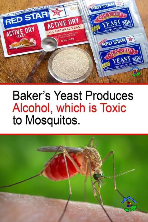 Mosquito Trap Homemade, Mosquito Trap Diy, Bakers Yeast, Mosquito Trap, Family Baking, Mosquito Repellent, Health Risks, Going Natural, Dry Yeast