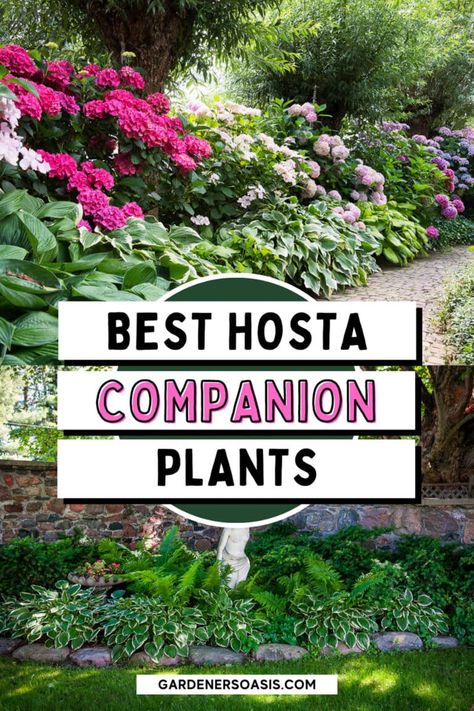 Planting Perennials Landscapes, Sun Hostas Perennials, Southern Shade Garden Ideas, Shades Garden Ideas, Yard Plants Landscapes, Hostas Front Yard, Hosta Shade Garden Ideas, Green Perennial Plants, Part Shade Garden Ideas