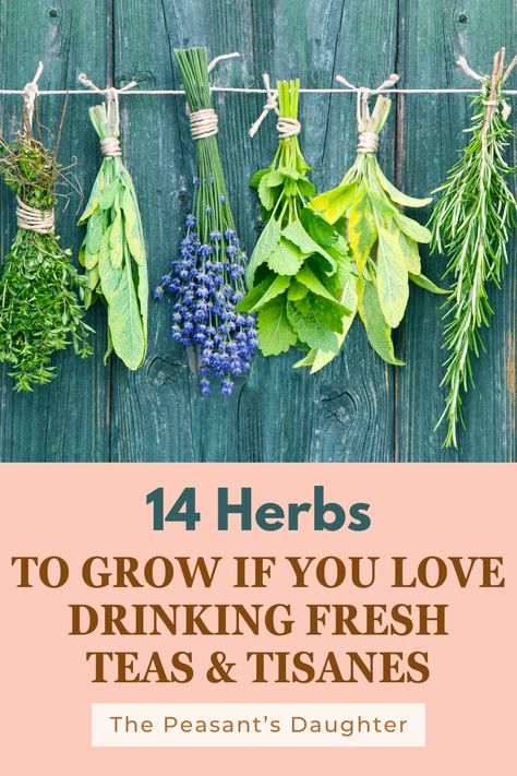 Growing your own herbs is a lovely way to enhance your garden and kitchen alike, especially if you’re a fan of herbal teas and tisanes. Whether you’re a seasoned gardener or just starting out, cultivating these 14 herbs will allow you to brew your own fresh and flavorful beverages right from your backyard. Herbal Tea Plants, Selling Herbal Teas, Herb Tea Garden, Herb Room Ideas, Herb Flower Bed, Tea Herbs To Grow, Herbal Garden Design, Greenhouse Herbs, Indoor Tea Garden