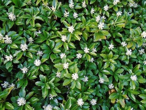 Evergreen Ground Cover Plants, Best Ground Cover Plants, Lily Turf, Perennial Ground Cover, Plants Under Trees, Sweet Woodruff, Evergreen Plants, Sun Plants, Small White Flowers