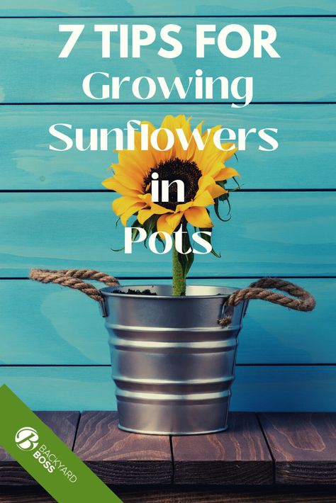 Sunflowers In Pots, Planting Sunflower Seeds, Sunflower Pot, Repel Flies, Taking Care Of Plants, Potted Sunflowers, Plant Parenthood, Growing Rosemary, Growing Sunflowers