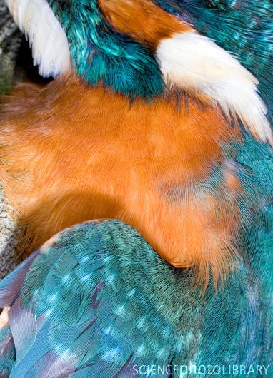 Kingfisher feathers (Alcedo atthis). Photographed in Kent, UK, in December. - Stock Image Z884/0077 Kingfisher Feather, Common Kingfisher, Feather Photography, Kingfisher Bird, Kent Uk, Science Photos, Felt Ideas, Needle Felt, Kingfisher