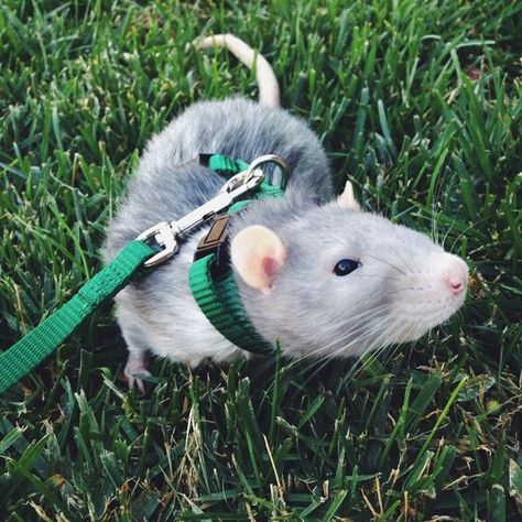 12 Reasons Why Rats Make The Best Pets Rattus Rattus, Baby Rats, Pet Rat, Funny Rats, Fancy Rat, Cute Rats, Pets 3, Unusual Animals, Pet Rats