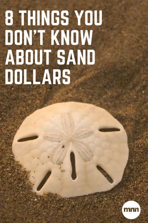 Sand Dollar Craft, Sand Dollar Art, Dollar Art, Shells And Sand, Seashell Projects, Shell Ideas, Beach Shells, Sea Crafts, Shell Crafts Diy