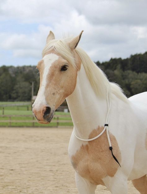 Beige Horse Aesthetic, Akhal Teke Horses Gold, Dappled Palomino Horse, Horse Photo Reference, Romani Cob Horse, Buck Skin Horse, Warmblood Horses Jumping, Pretty Horse Pictures, Cool Horses