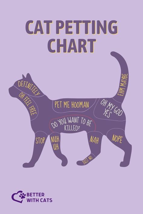 With our cat petting chart, learn where you should definitely pet your cat and what places you need to avoid! Cat Petting, Dog Chart, Cat Mom Funny, Funny Looking Cats, Cat Language, What Cat, Funny Pictures With Captions, Cat Care Tips, Kitten Care