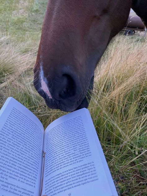 Horse. Stables. Barn. Farm. Aesthetic. Picture inspi. Ig story. Instagram. Book. Reading. Summer. Horse Lover Aesthetic, Working With Horses Aesthetic, Horse Aethstetic, Horse Photography Aesthetic, Horses And Cats, Horse Summer Aesthetic, Horse Stables Aesthetic, Farm Instagram Pictures, Pictures To Take With Your Horse