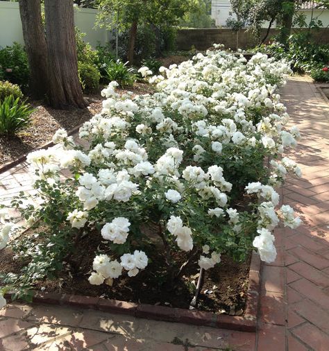 Drought resistant Floribunda rose Iceberg repeats quicker than most other roses. Rose Iceberg, White Roses Garden, Dark Foliage, Provence Garden, Floribunda Roses, Floribunda Rose, Buy Plants Online, Shrub Roses, Drought Resistant