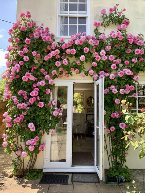 Porch Painting Ideas, Roses Garden Ideas, Porch Paint Ideas, Decorating Backyard, Backyard Porch Ideas, Porch And Patio Ideas, Porches Ideas, Cottage Garden Roses, Patios Ideas