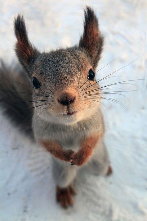 Regnul Animal, A Squirrel, Cute Squirrel, Cute Animal Photos, Cute Creatures, Sweet Animals, Animal Planet, Animal Photo, Nature Animals