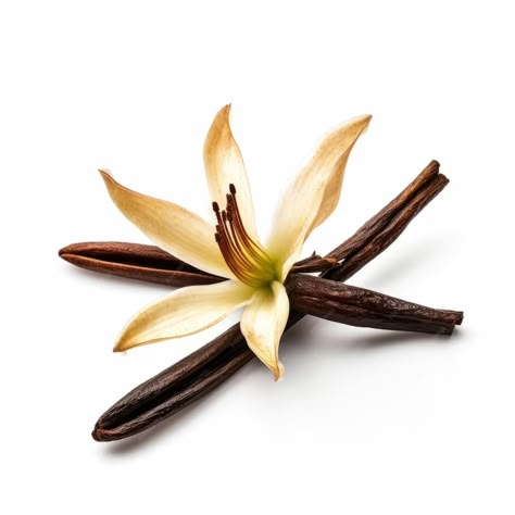 Premium AI Image | Vanilla flower with stick Illustration AI GenerativexA Juice Website, Benefits Of Food, Handmade Labels, Organic Deodorant, Essential Oil Spray, Shea Body Butter, Vanilla Coffee, Natural Lip Balm, Natural Perfume