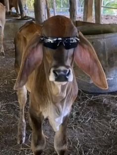 Funny Cow Pictures, Animals In Sunglasses, Pit Vipers, Cow Photos, Fluffy Cows, Wild Animals Pictures, Cow Pictures, Cute Small Animals