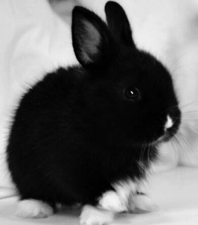 Black Bunnies, Floppy Ear Bunny, Black Rabbit, Rabbit Rabbit, Rabbit Art, Rabbits, Buns, Cute Animals, Easter