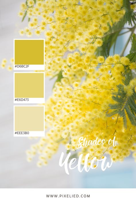 Soft Florals: A cascade of fluffy yellow blossoms showcases a gentle yellow color palette, adding a touch of elegance. Follow for daily inspirations! Muted Yellow Color Palette, Yellow Pastel Color Palette, Pastel Yellow Palette, Pastel Yellow Color Palette, Daffodil Color, Yellow Color Combinations, Yellow Color Palette, Yellow Palette, Color Palette Inspiration