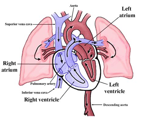 Lungs Diagram, Diagram Of The Heart, Head Diagram, Mcat Motivation, Anatomy Stickers, Anaerobic Respiration, Heart Circulation, Upper Respiratory Tract, Human Respiratory System