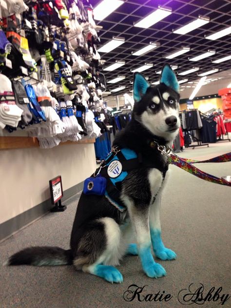 Husky Service Dog, Husky Humor, Siberian Husky Facts, Service Dogs Breeds, Dog Dye, Train Dogs, Psychiatric Service Dog, Police Canine, Dog Training School