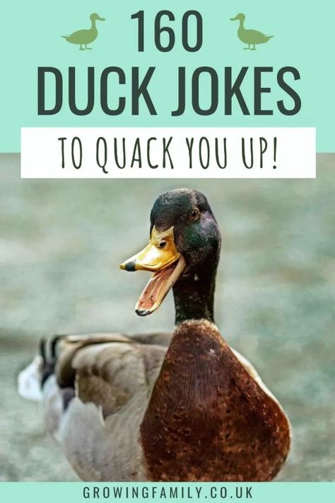 160 clean duck jokes and duck puns to quack you up - Growing Family Duck Jokes Hilarious, Duck Sayings Quotes, Duck Puns Funny, Duck Hunting Quotes, Duck Hunting Humor, Duck Jokes, Duck Puns, Hunting Quotes Funny, Nature Craft Ideas