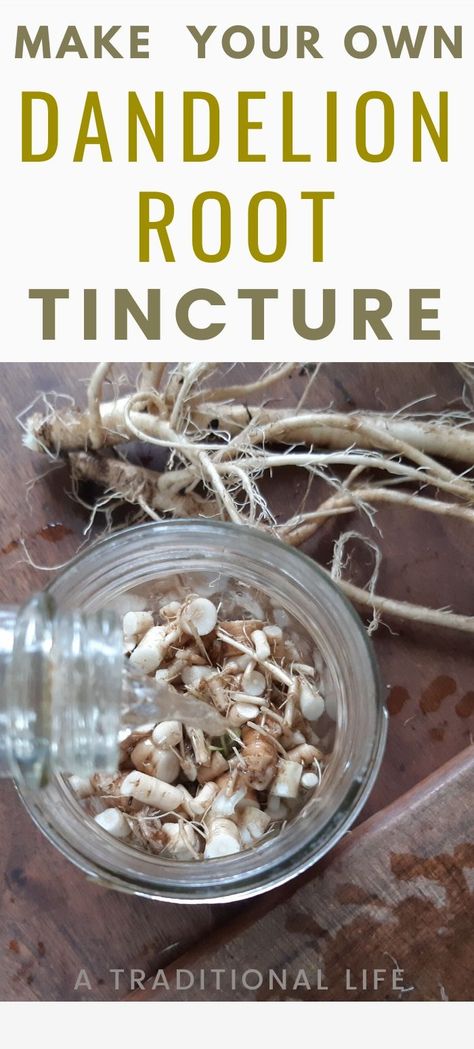 Violet Tincture, Sage Tincture, Dandelion Tincture, Tincture Recipes, Dandelion Salve, Reishi Mushrooms, Tinctures Recipes, Home Apothecary, Dandelion Jelly